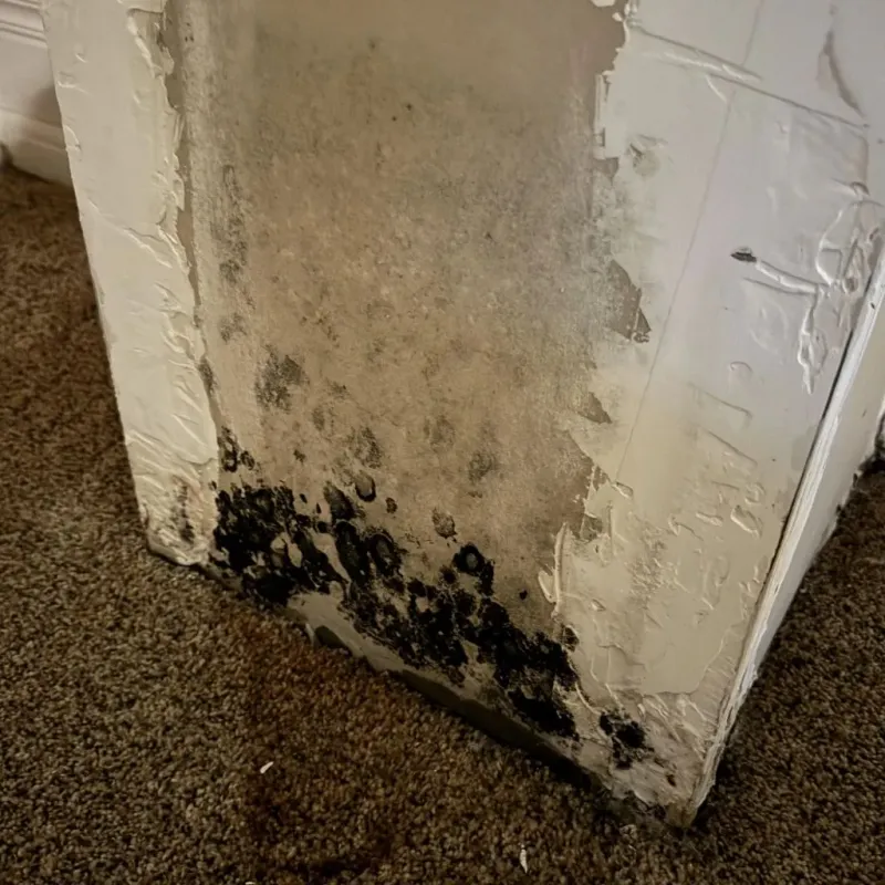 Professional Mold Removal in Ranlo, NC